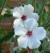 geranium-madarense-guernsey-white